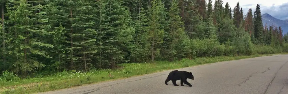 Wildlife in the Canadian Rockies: black bear