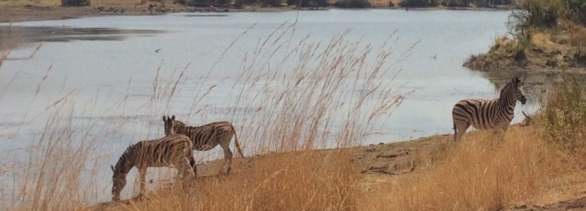 Zebras in Pilanesberg National Park, South Africa